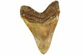 Serrated, Fossil Megalodon Tooth With Red Bourrelet - Indonesia #214780-2
